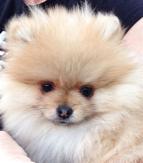 Their fur forms a ruff around their neck which can make them look a bit like a lion, too! A <strong>Pomeranian</strong> usually weighs between 3-7lbs in weight. . Pomeranian for sale near me